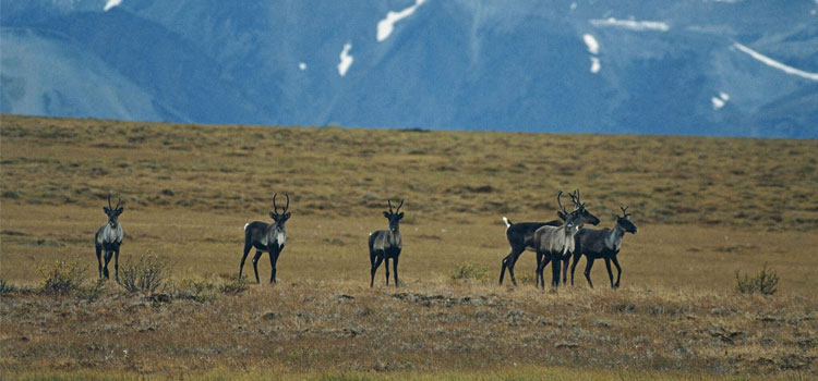 Corn Harvests in the Yukon? Study Finds That Climate Change Will Boost Likelihood That Wilderness Gives Way to Agriculture