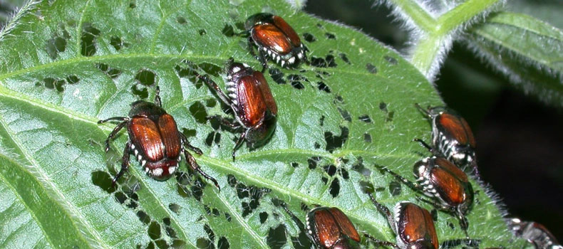 Make good fungicide, insecticide decisions in soybeans