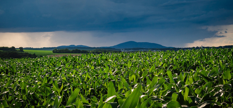 How crop diversification is boosting productivity and sustainability in SA agriculture