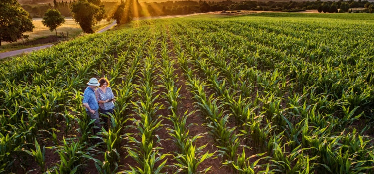 Syngenta announces EPA registration of new corn herbicide innovation