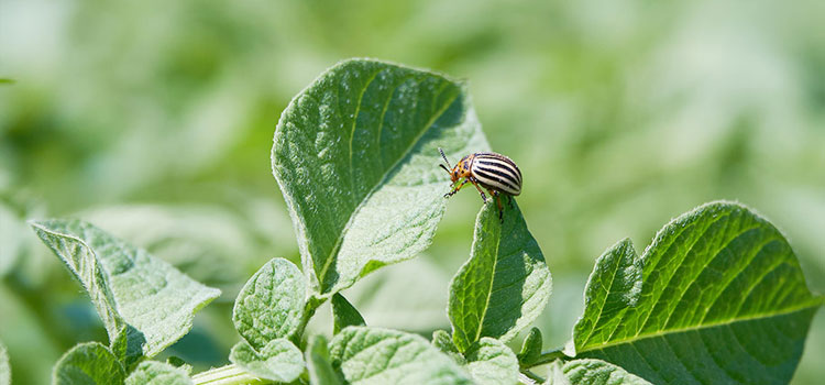 UPL Introduces Two New Insecticides to North American Market