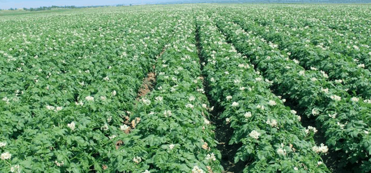 Comments Due October 13, 2023, on EPA’s Proposal to Register Novel Pesticide Technology for Potato Crops