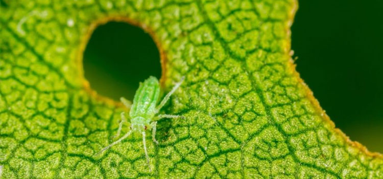 How sequencing insect genomes could unlock next generation pesticides