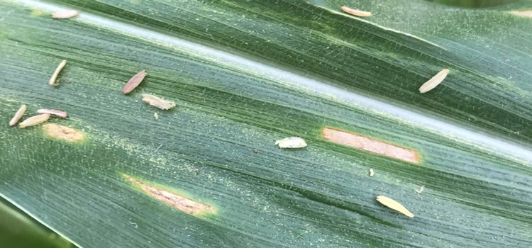 Corn fungicide considerations for 2023