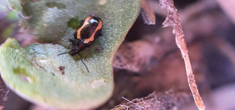 Flea beetles: how to improve spray results