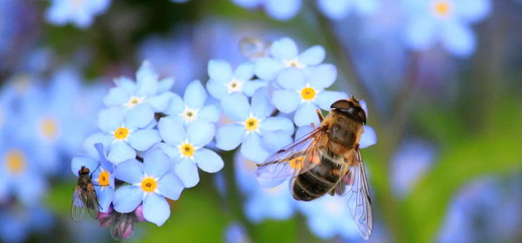 New insecticides to target honey bee enemies