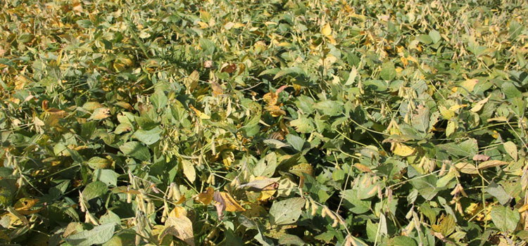 Basf announces new soybean fungicide