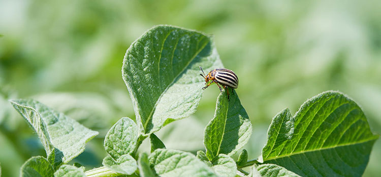 EPA fines Wichita-based company $118,483 in mislabeling of pesticide product